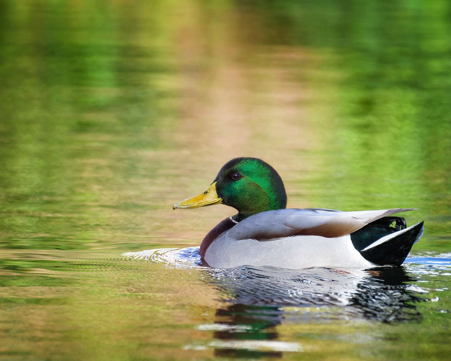 Schöne Aussicht auf buntes Wasser und Stockenten