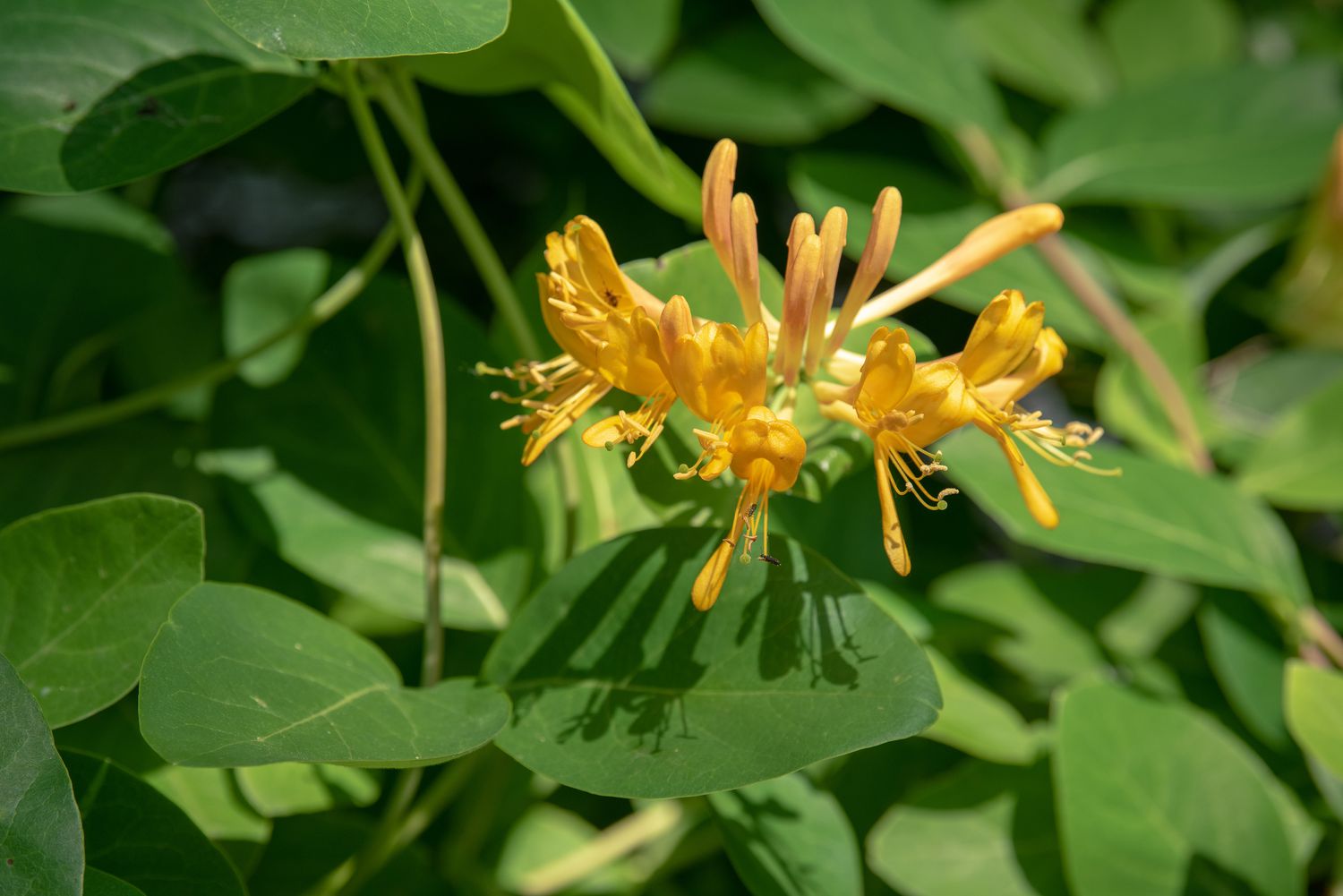 Japanisches Geißblatt mit gelben Knospen und Blüten in Nahaufnahme