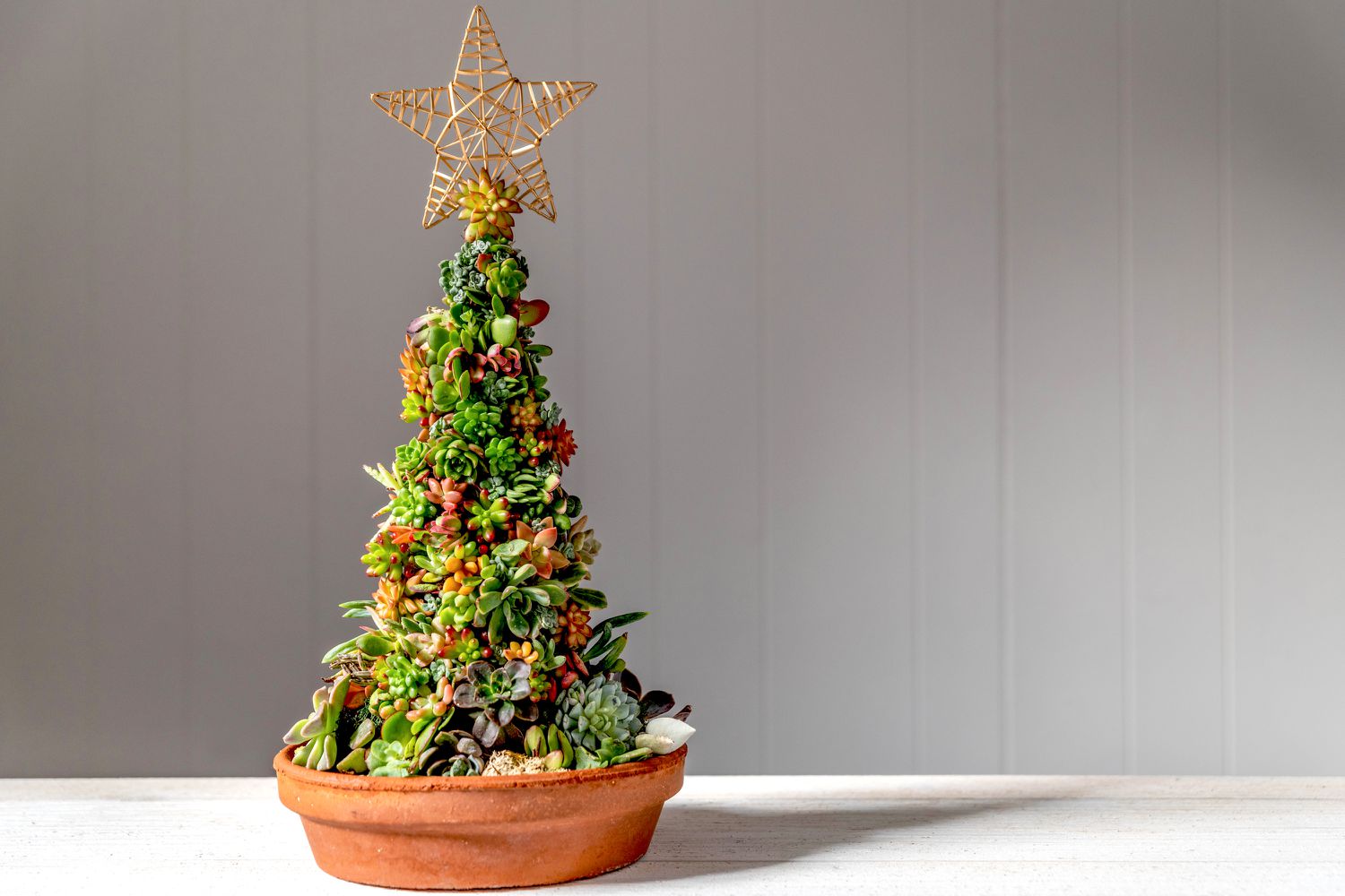 Árbol de Navidad hecho con suculentas y rematado con adorno de estrella 