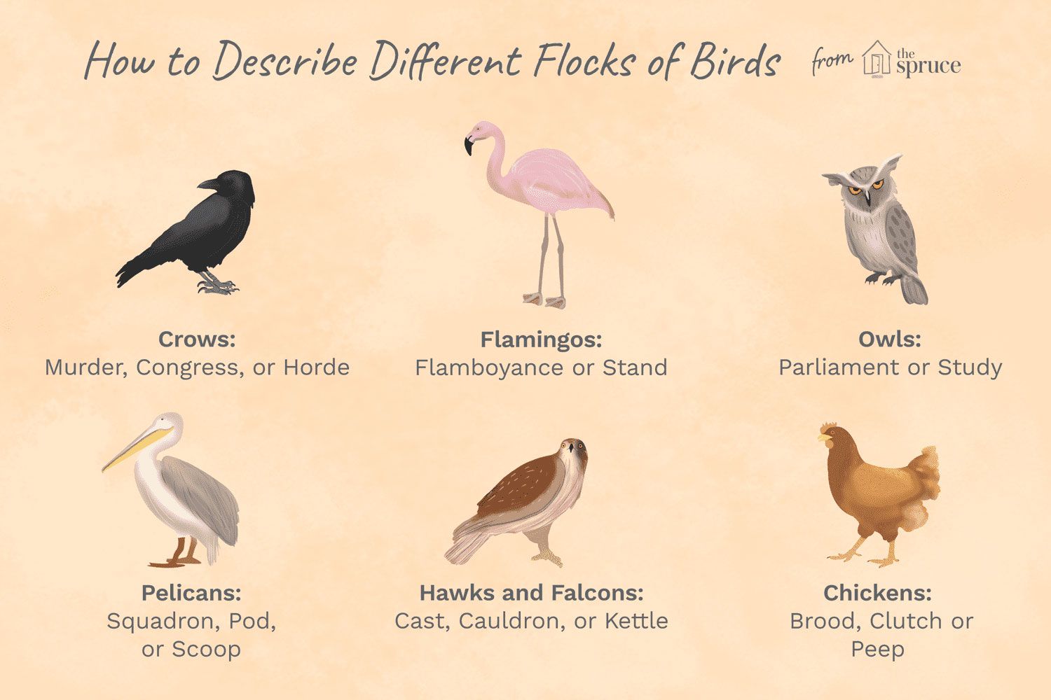 Illustration der verschiedenen Vogelarten