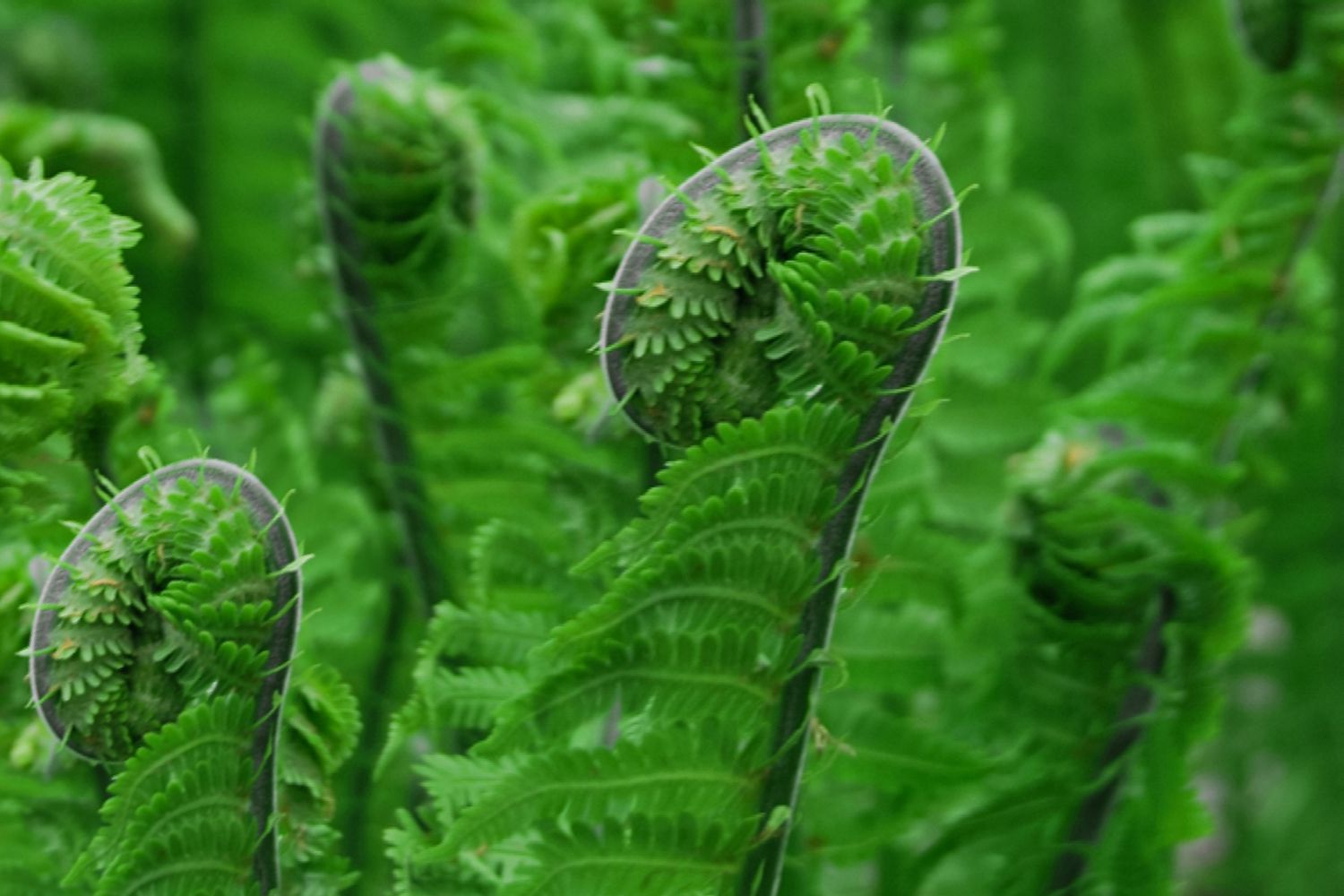 Fiddlehead-Farn mit leuchtend grünen Wedeln und sich aufrollenden Blättern in Nahaufnahme