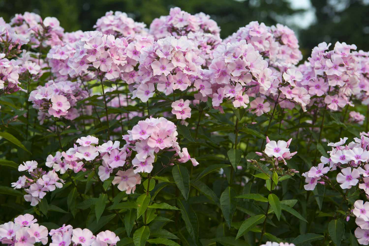 Varias plantas de phlox de jardín alto 'Rosa Pastell' creciendo juntas.