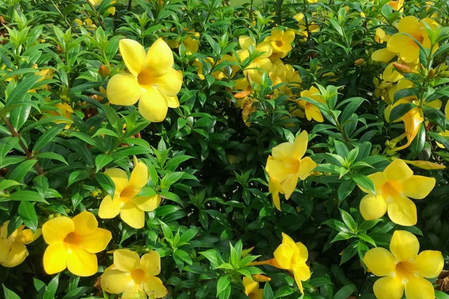 Allamanda arbusto trompeta con flores amarillas mantecosas en tallos con hojas brillantes