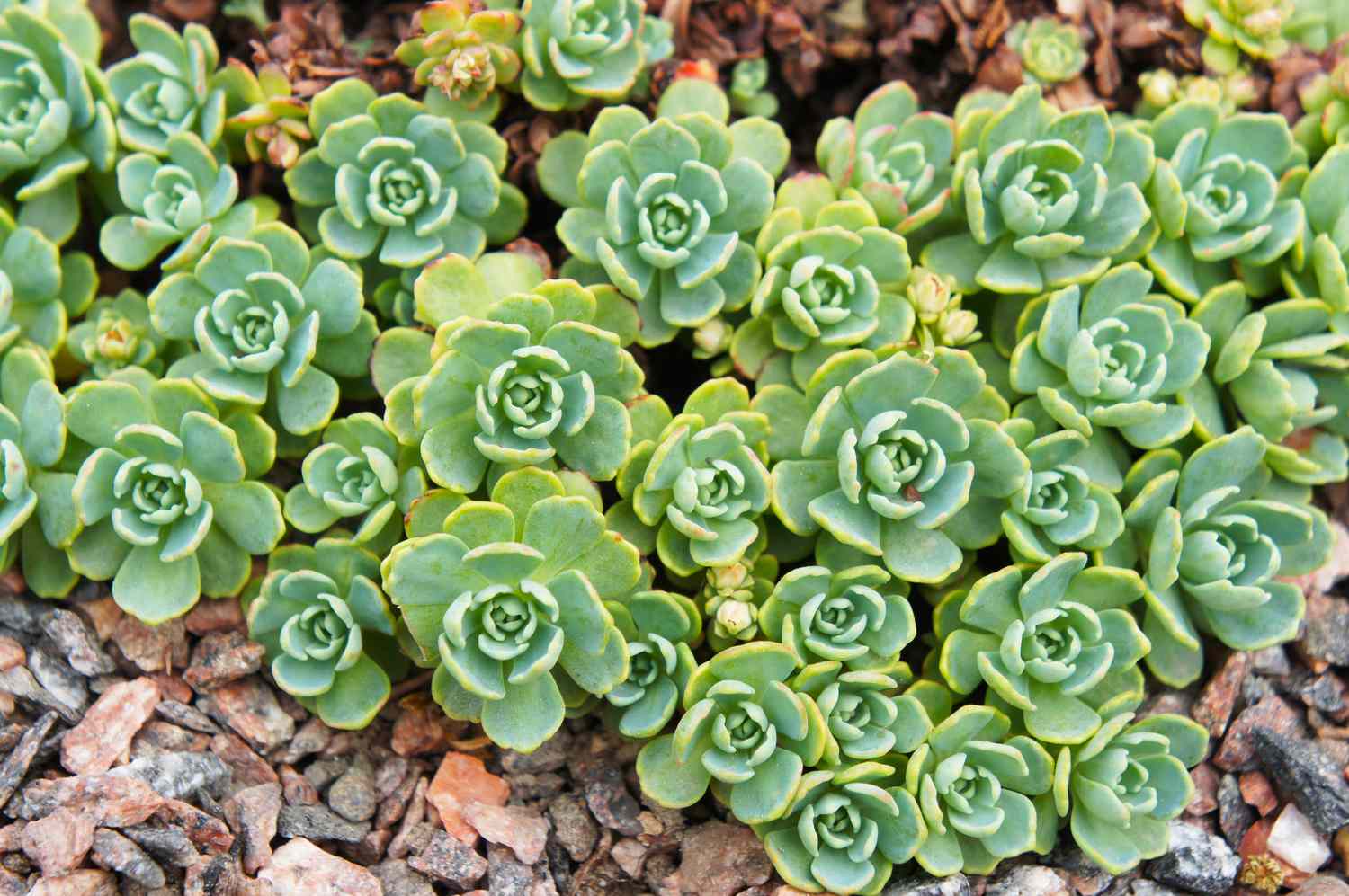 Sedum pachyclados graue Fetthenne grüne Pflanze am Boden