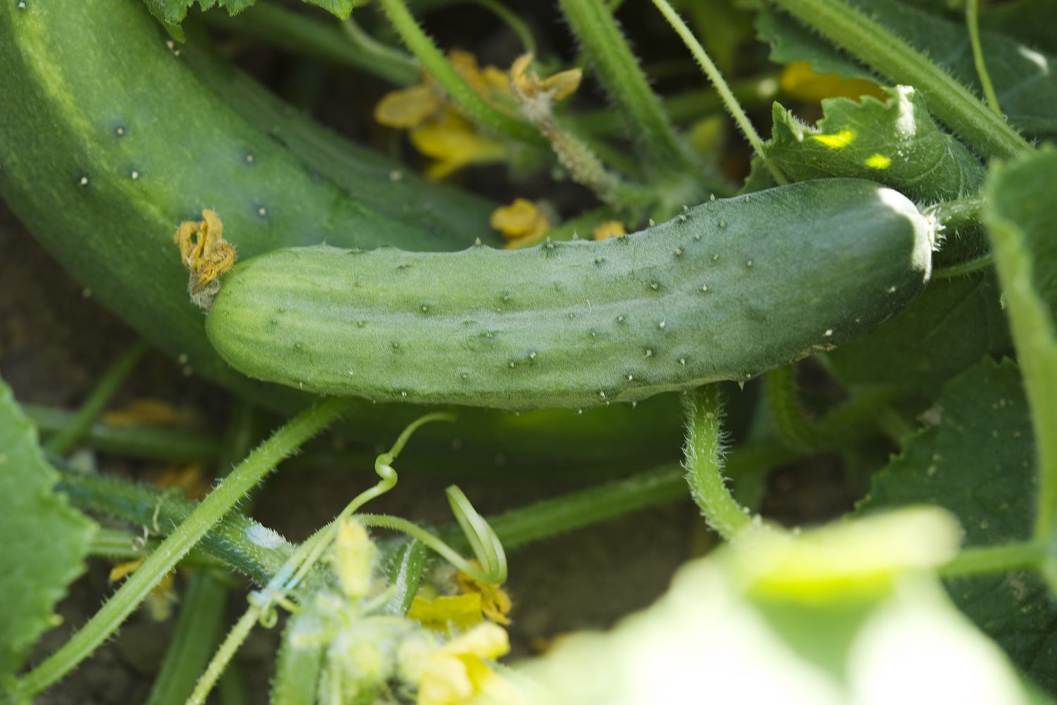 Gurkenernte im Garten