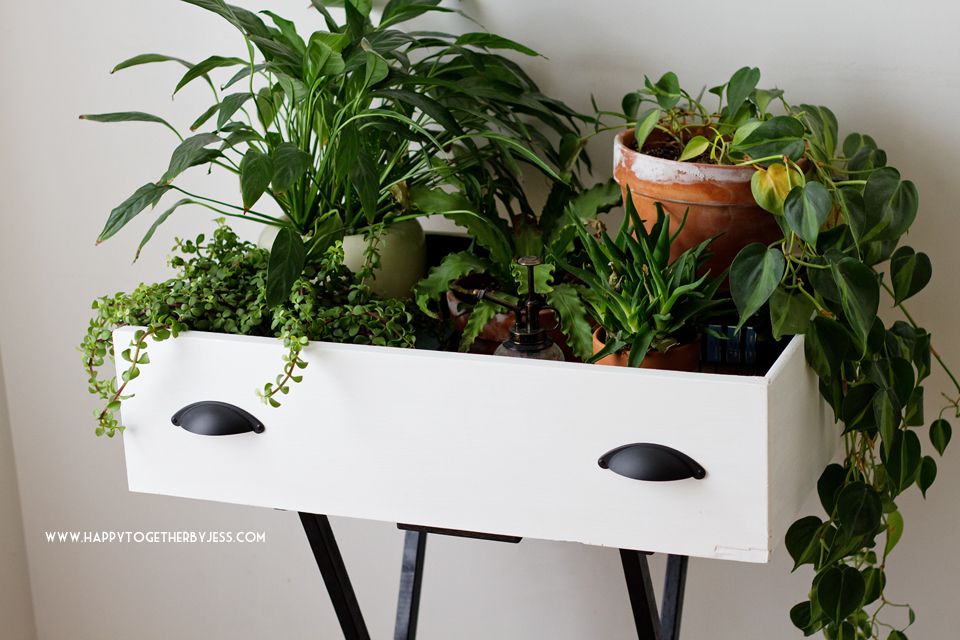 Un tiroir transformé en support de plantes.