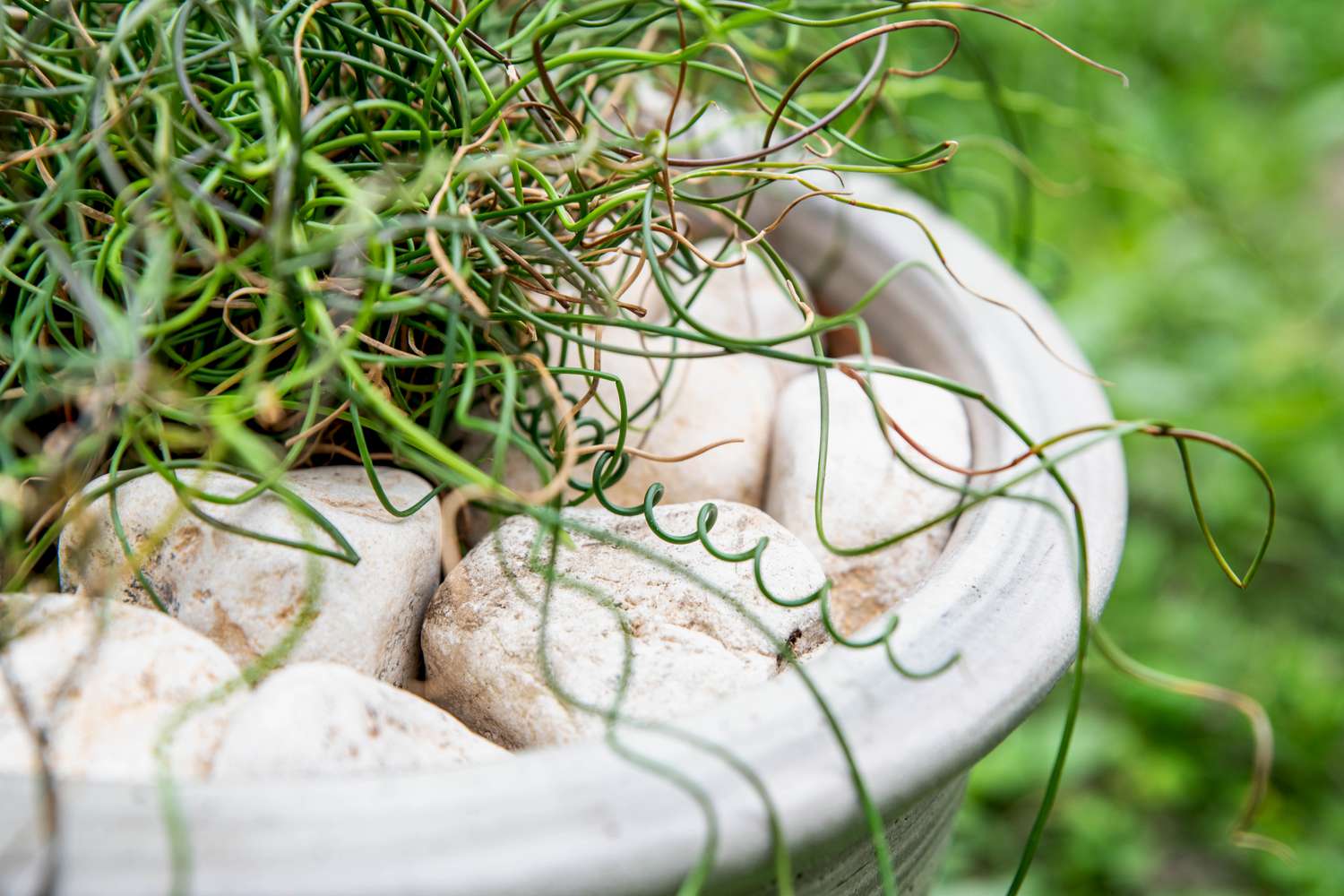 Plantas de junco saca-rolhas com caules encaracolados e retorcidos em vaso cinza claro com rochas brancas em closeup