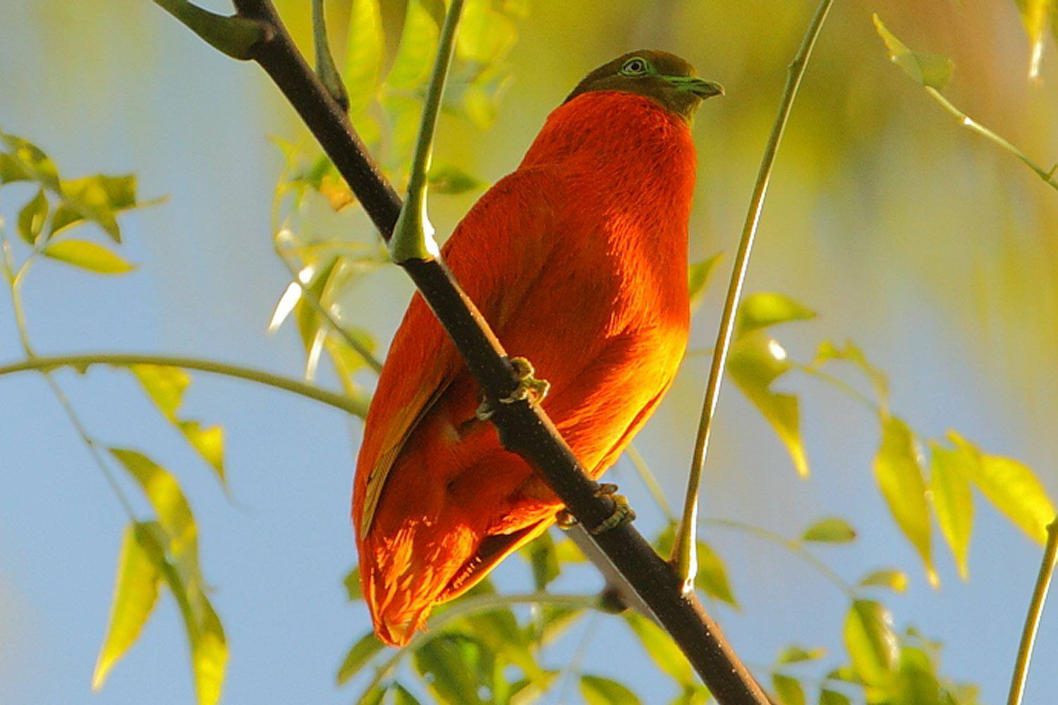 Orange Fruit-Dove