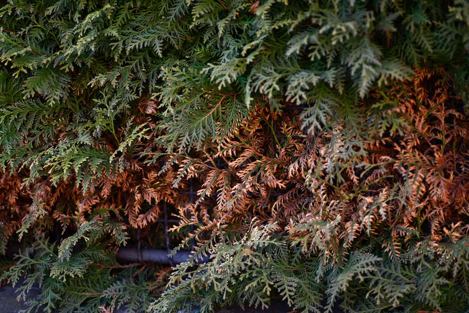Árvore de arborvitae com folhas verdes e marrons em close-up