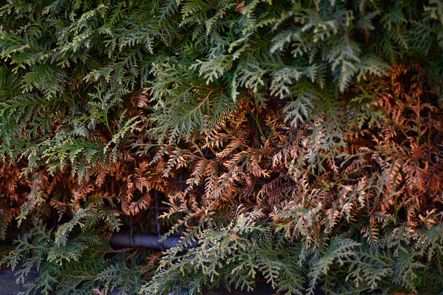 Arborvitae Baum mit grünen und braunen Blättern in Nahaufnahme