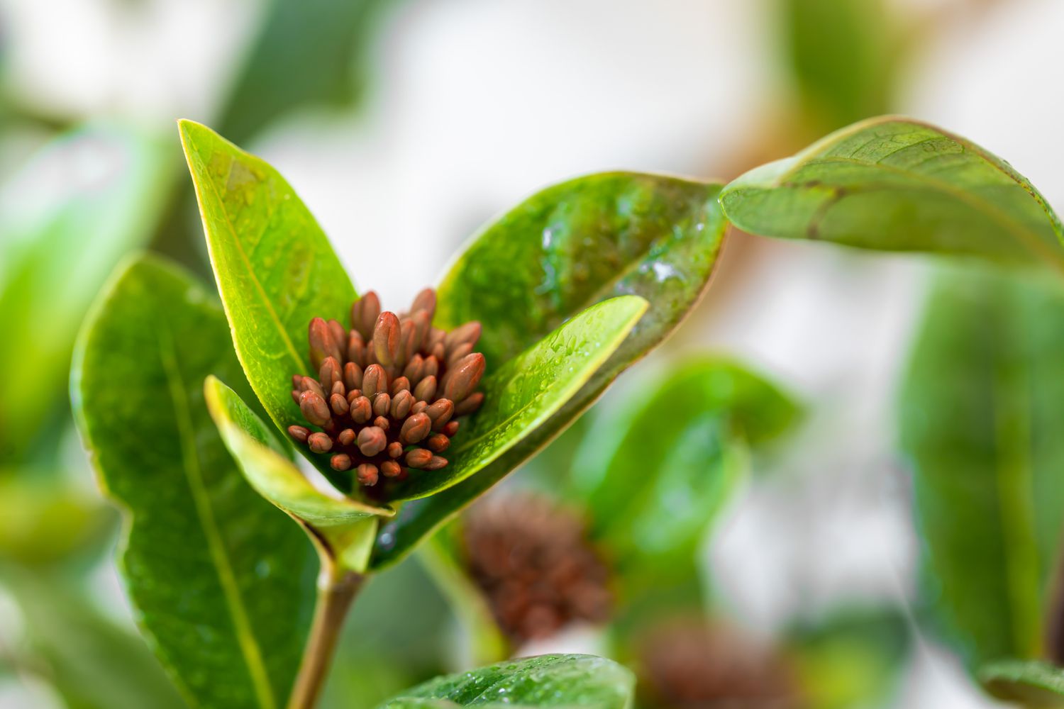 Ixora-Pflanze Knospen und Blätter in Nahaufnahme