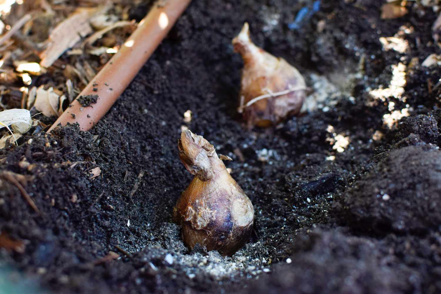 Frühlingsblühende Zwiebeln, die in frischem Dünger ruhen