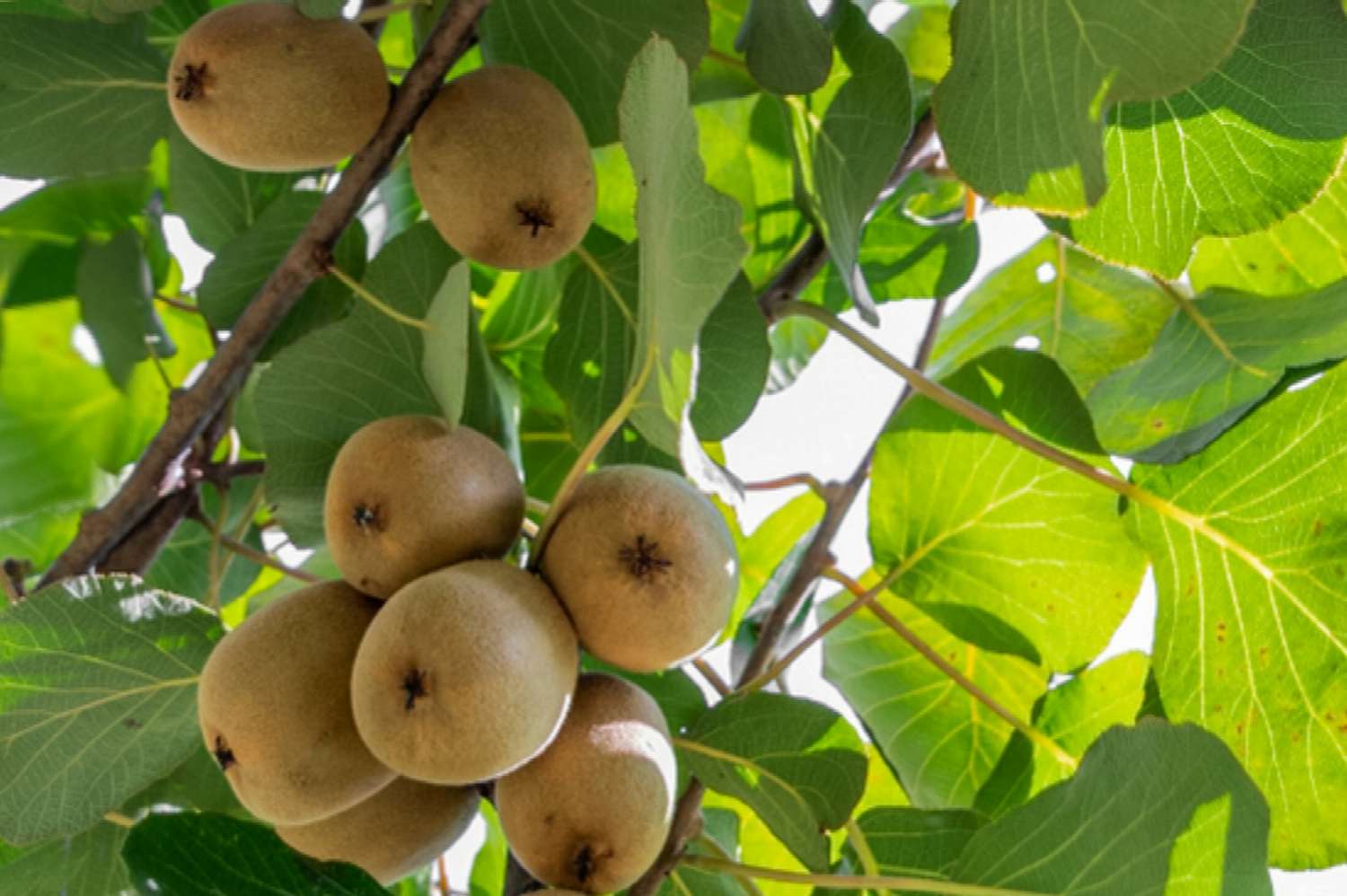 Kiwi colgando de las ramas de un árbol visto desde abajo