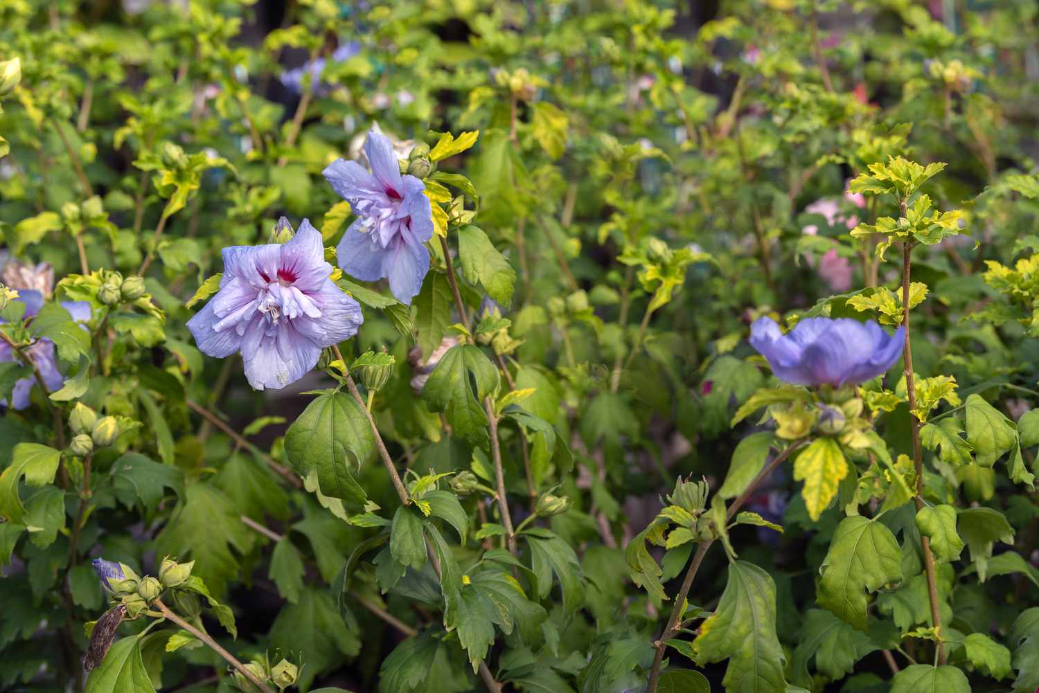Blaue Chiffonrose mit violetten Blütenblättern auf dünnen Stielen mit gelb-grünen Blättern