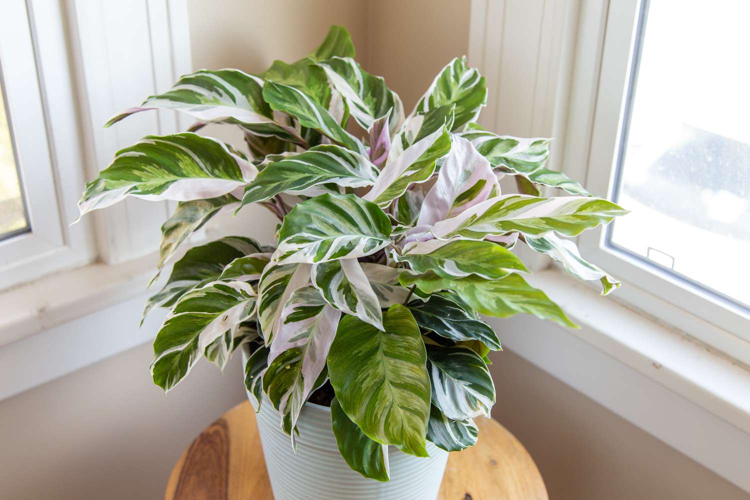 calathea fusión blanca