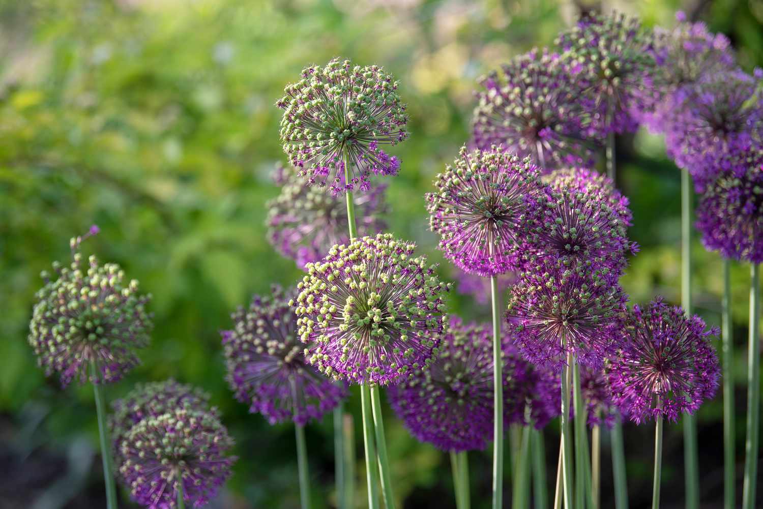 Riesige Zwiebelstaude mit grünen Knospen und violetten sternförmigen Blüten an dünnen Stielen
