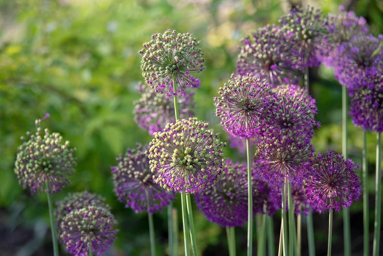 Oignon géant plante vivace avec bouffée de bourgeons verts et de fleurs violettes en forme d'étoile sur des tiges fines