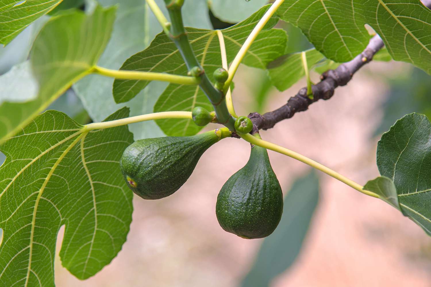 Grüne Bio-Feigen und Fruchtknospen, die an einem Baumzweig wachsen, Nahaufnahme