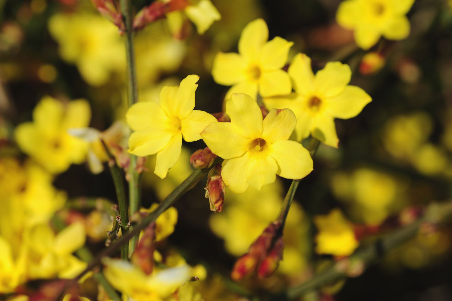 Winterjasmin gelbe Blüten und Knospen am Weinstock in Nahaufnahme