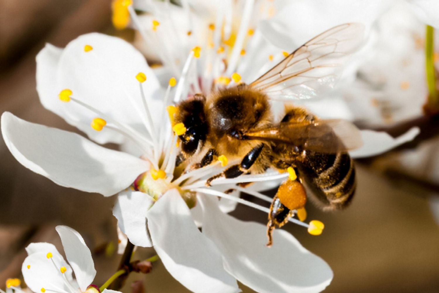 abeja polinizando un frutal