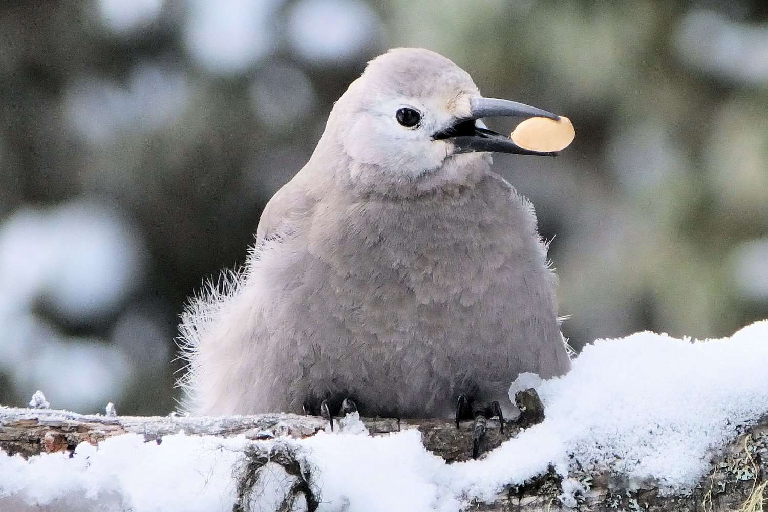 Clark's Nutcracker in Winter