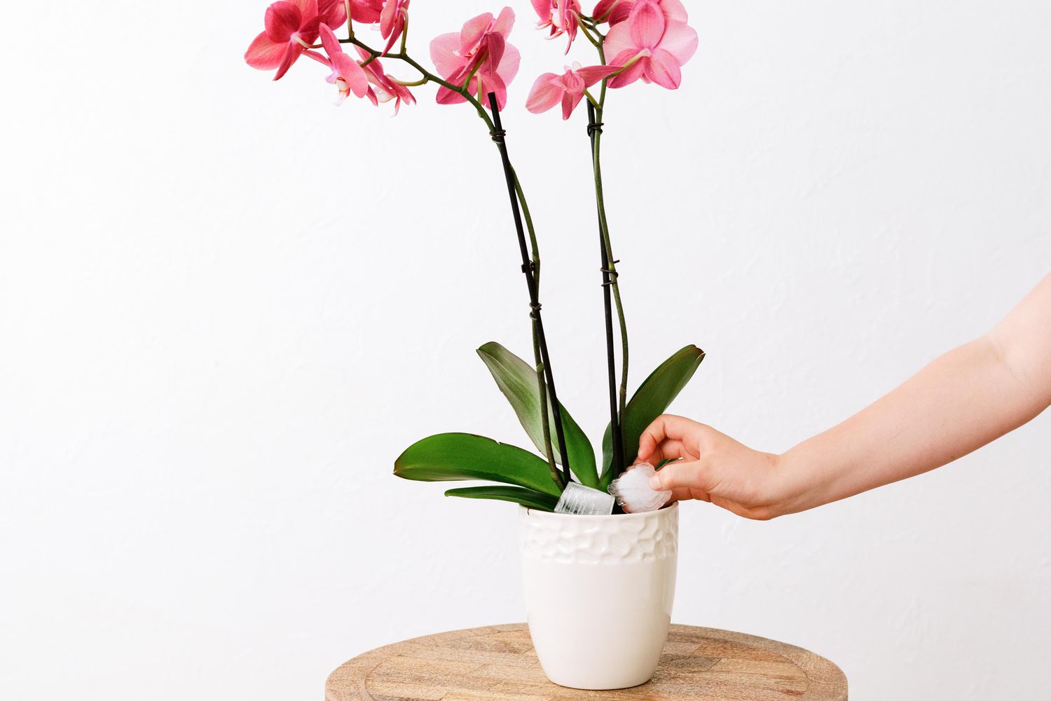Person, die eine rosa Orchideenpflanze mit Eiswürfeln gießt