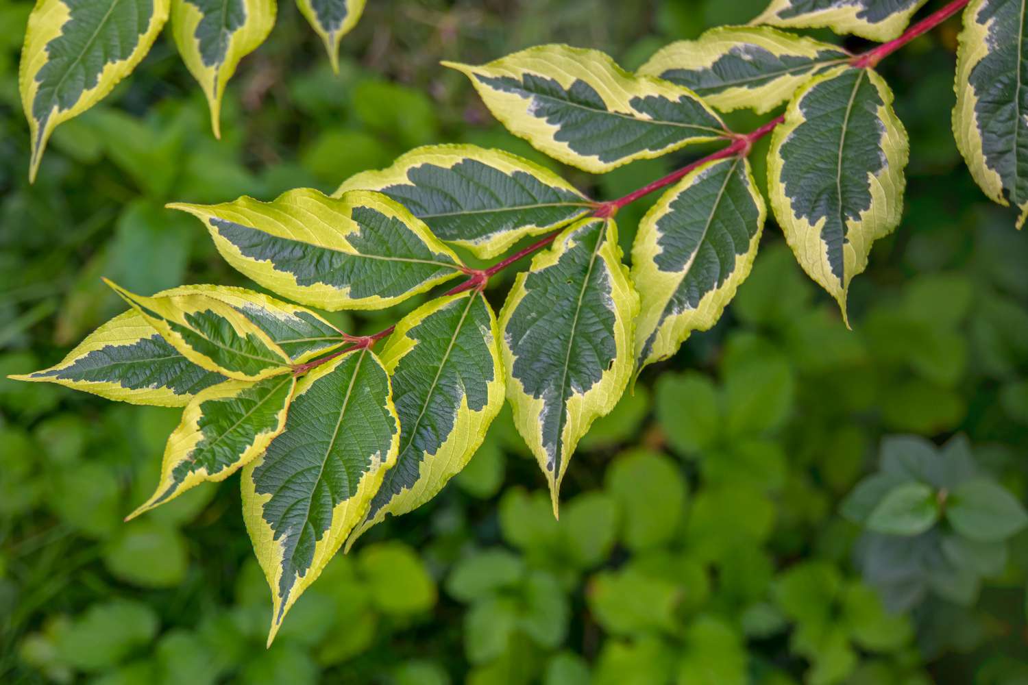 Weigela florida 'Variegata' Pflanze mit gelb-grünen und dunkelgrünen Blättern auf rotem Stiel