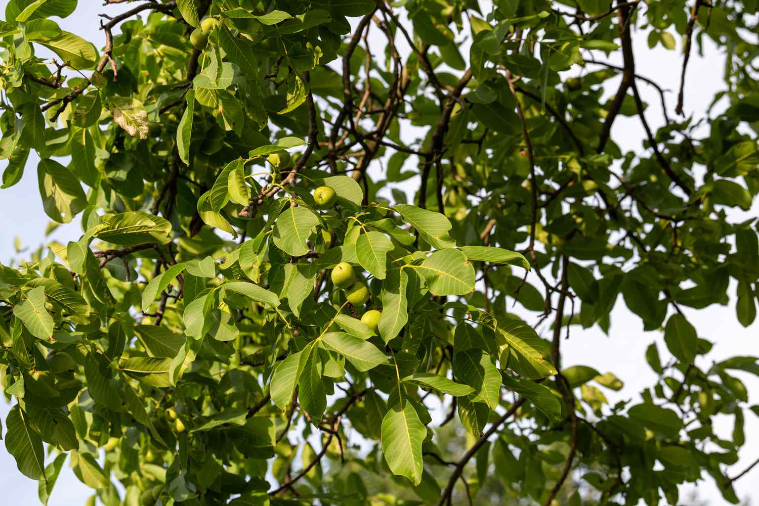 Englischer Walnussbaumzweig mit gerippten Blättern und grünen, hängenden Nüssen