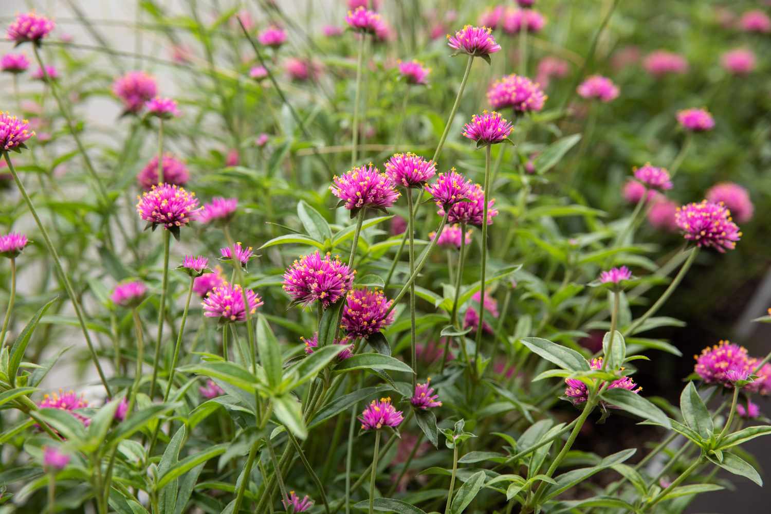 Flores cor-de-rosa em arbusto de jardim à sombra