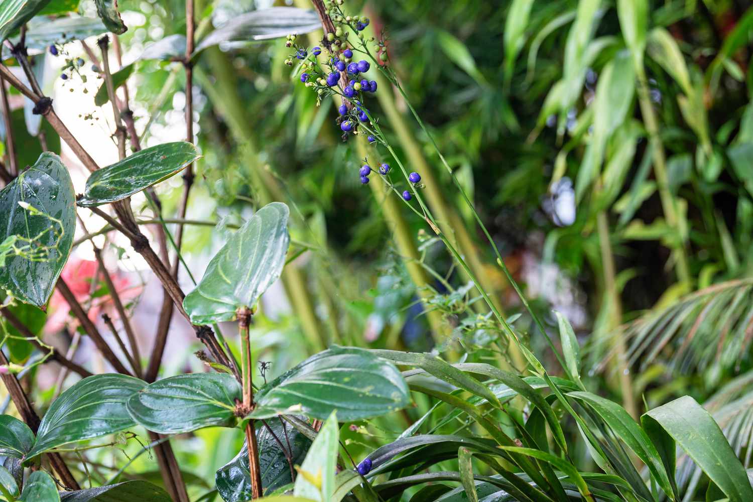Flachslilienpflanze auf dünnem Stängel mit violetten Rispenknospen, umgeben von Laub