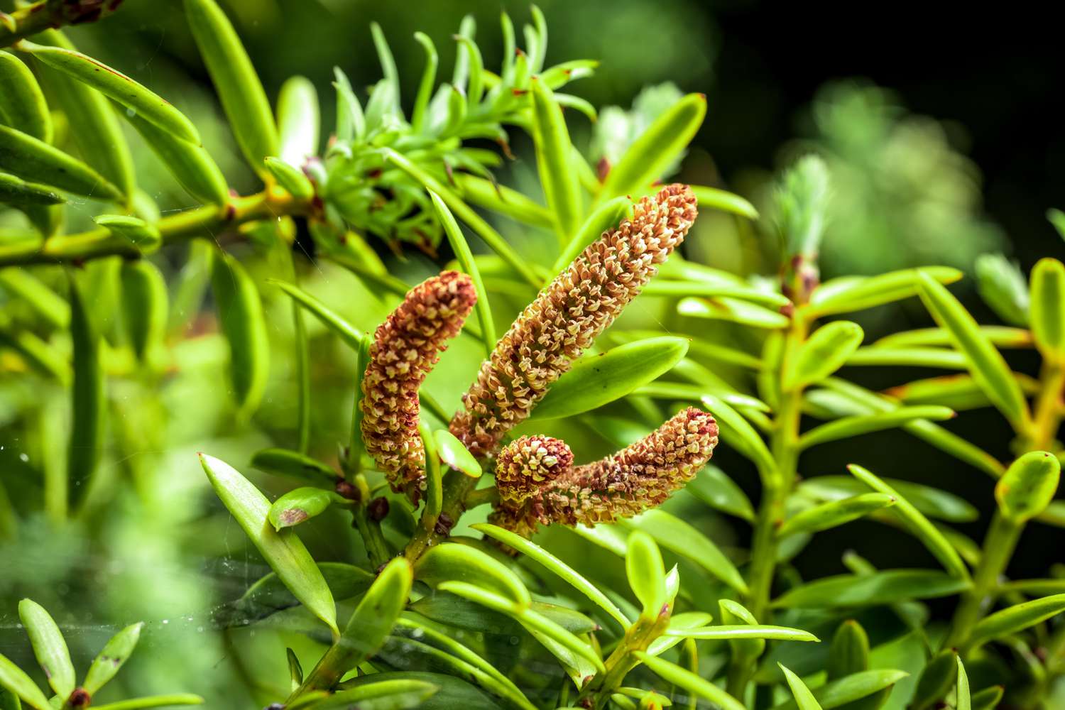 Podocarpus tree branch with red-yellow fleshy seed cones surrounded by needles closeup