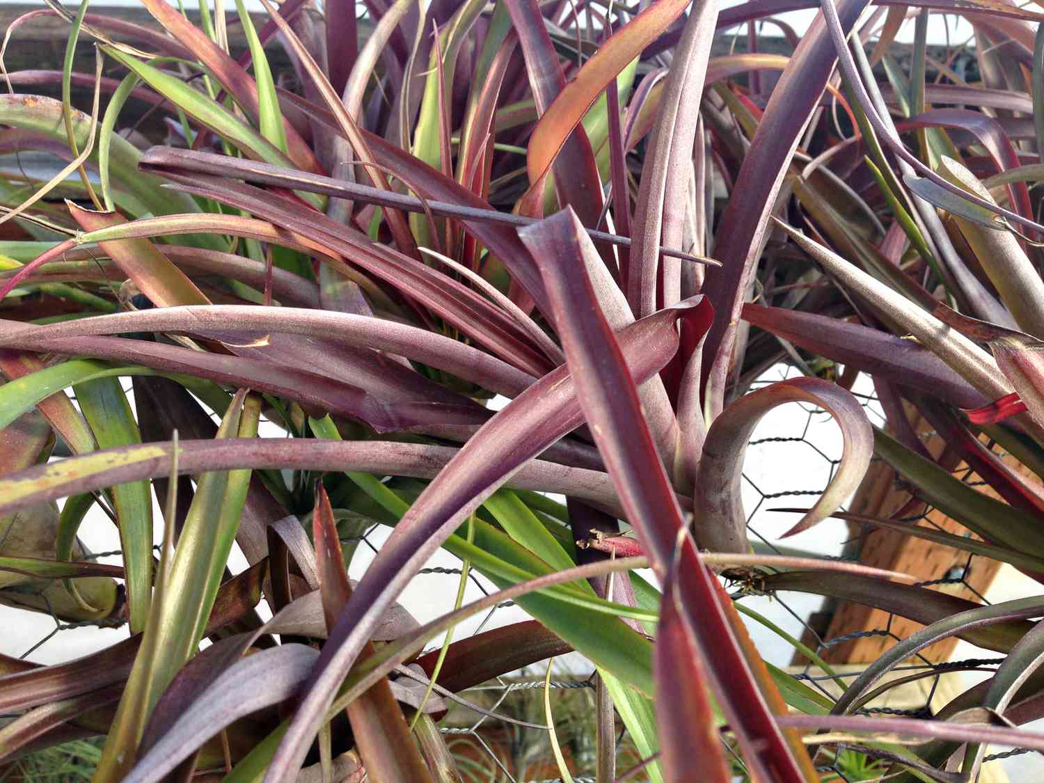 Planta de aire Flabellata con hojas de color marrón violáceo y verde