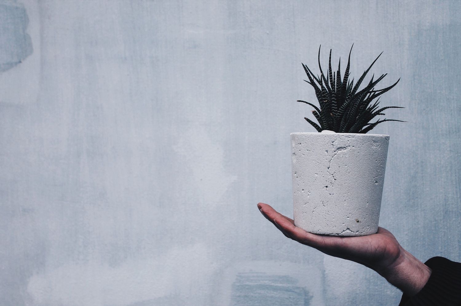 Eine Hand hält einen Betonübertopf mit einer stacheligen Pflanze.