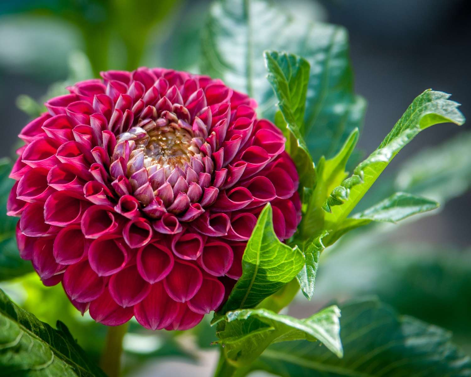 Rote Dahlienblüte auf Pflanze blühend