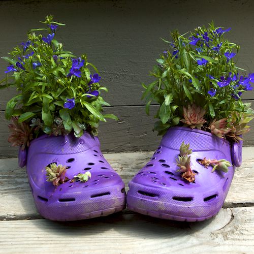 Baby Crocs mit Lobelia und Hennen und Küken