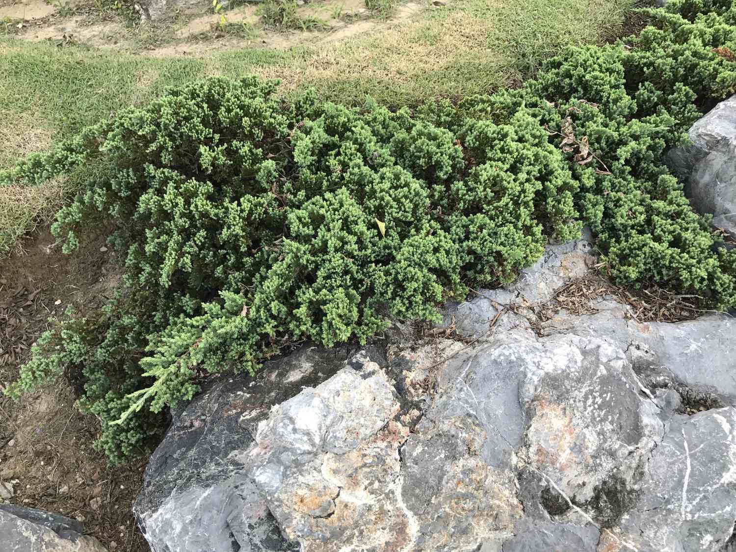 Juniperus horizontalis