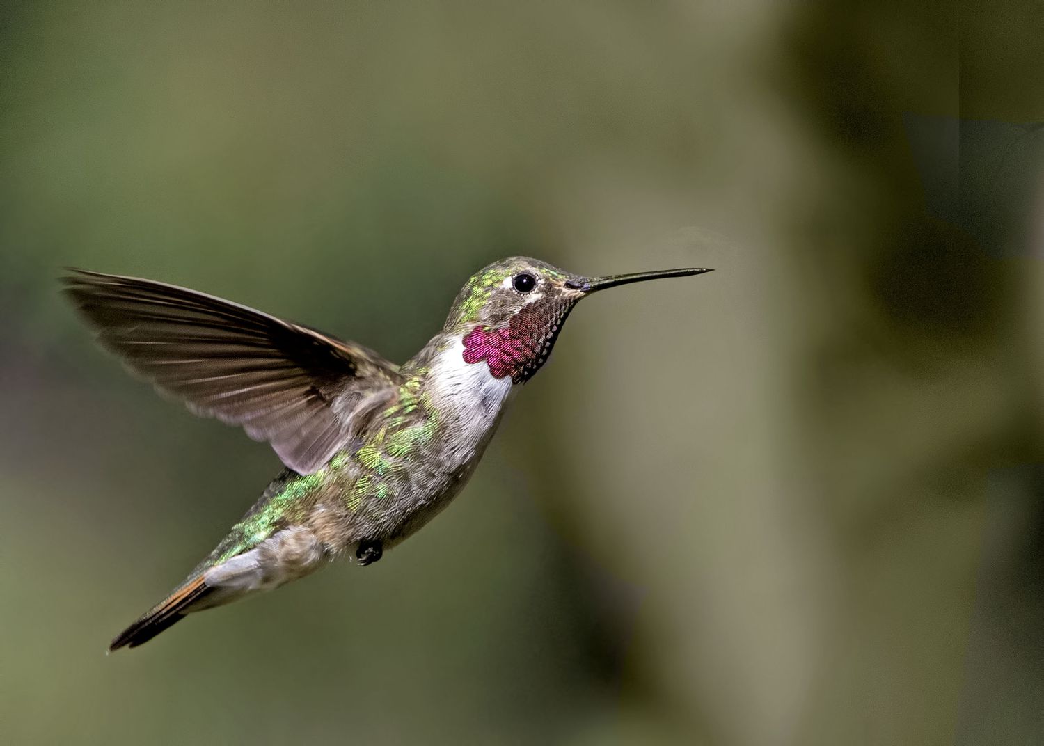 Breitschwanzkolibri Männchen schwebend