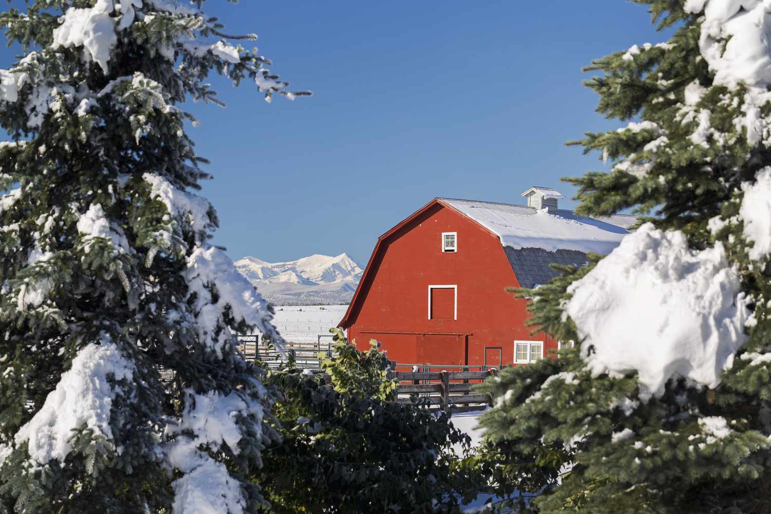 Escena invernal con granero rojo, nieve, árboles de hoja perenne y montañas.