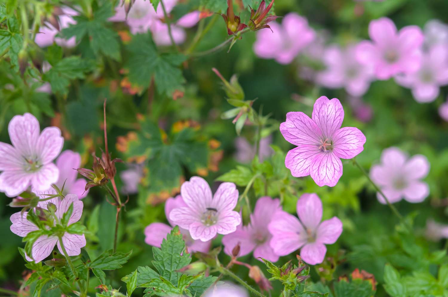 Stängel des französischen Storchschnabelbaums mit kleinen rosafarbenen becherartigen Blüten und Blättern in Nahaufnahme