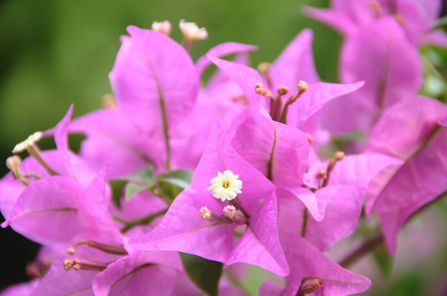 Bougainvillea pink flowers on vine closeup