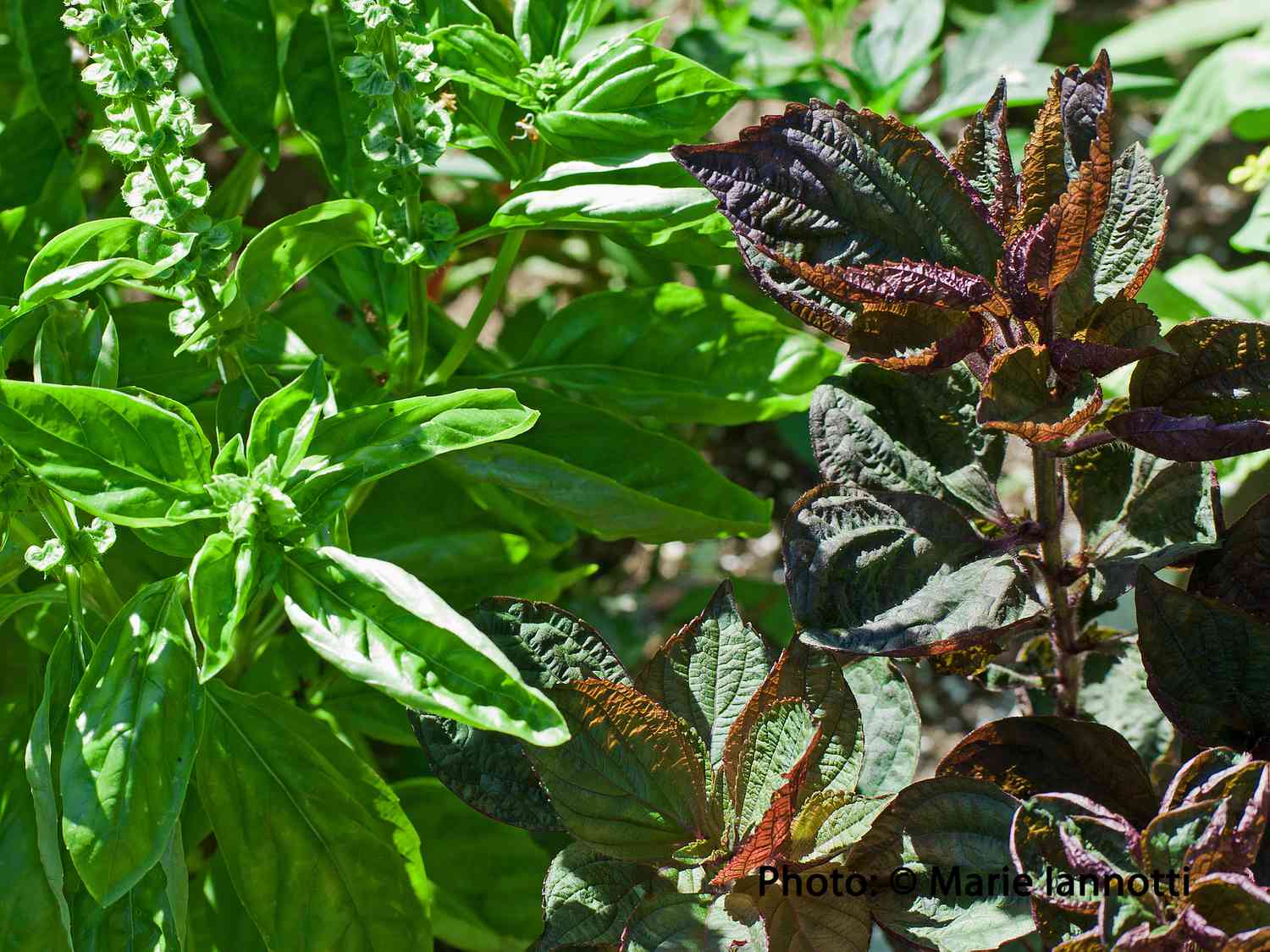 Cultivo de manjericão