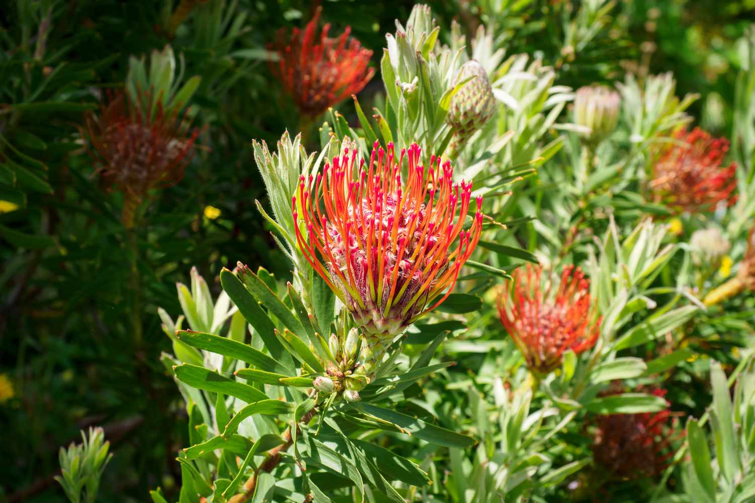 Protea-Pflanze mit roten, stacheligen Hochblättern, umgeben von immergrünen Blättern