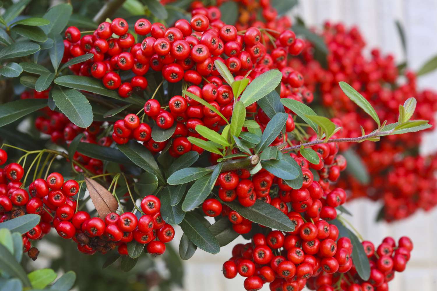 Cotoneaster-Strauch in Nahaufnahme mit roten Beeren