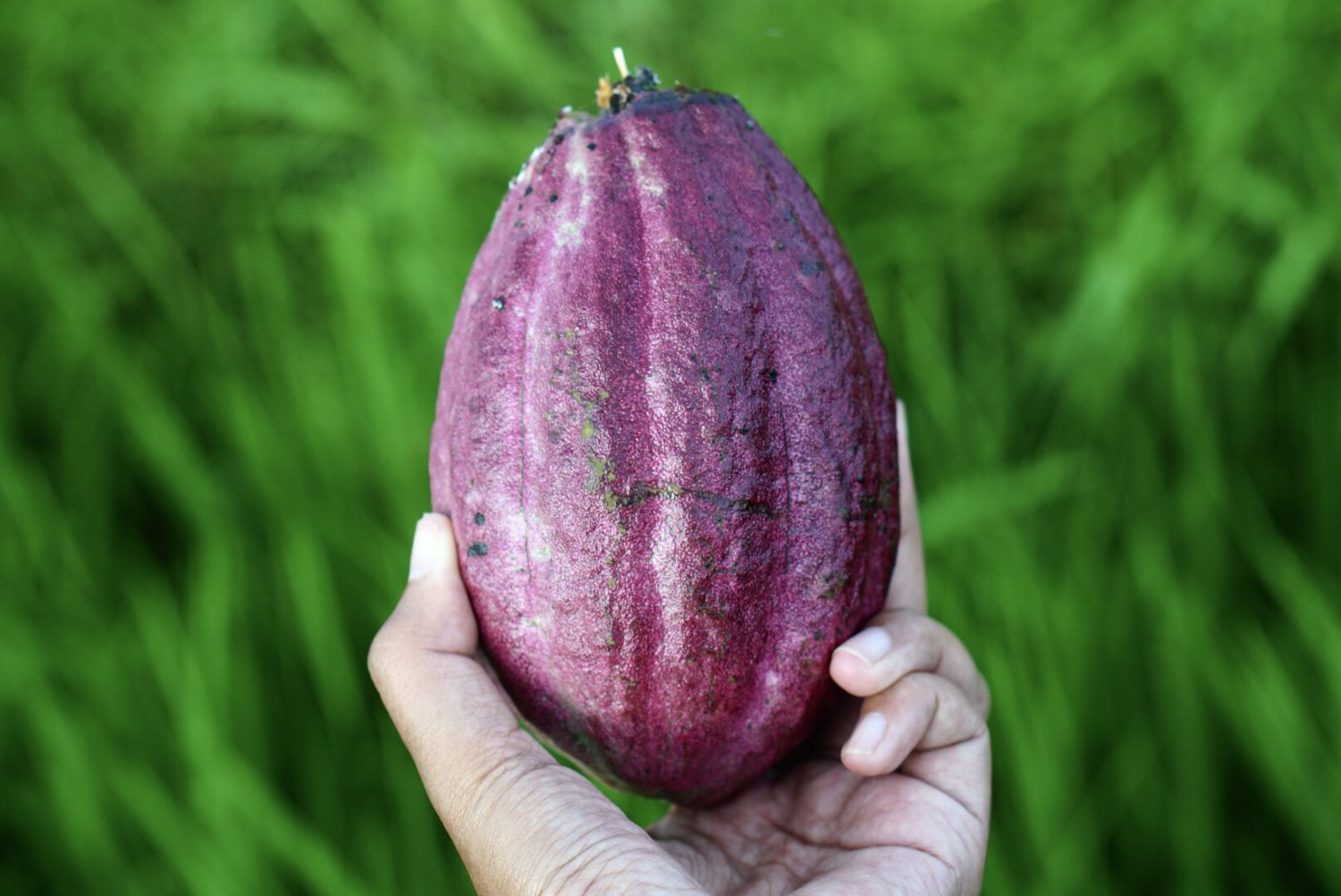 Grão de cacau roxo sendo segurado pela mão