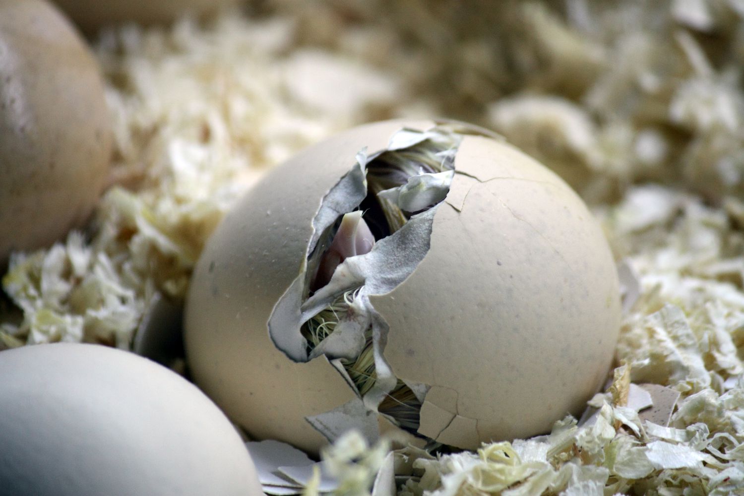 Chick hatching from an Egg