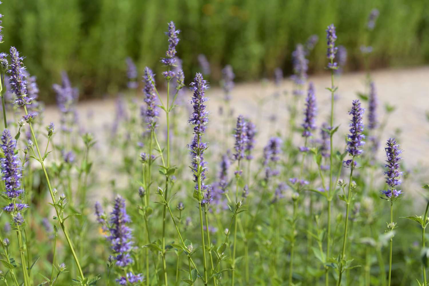 Violette Riesenhyssop-Blütenähren mit kleinen violetten Blütenblättern im Sonnenlicht