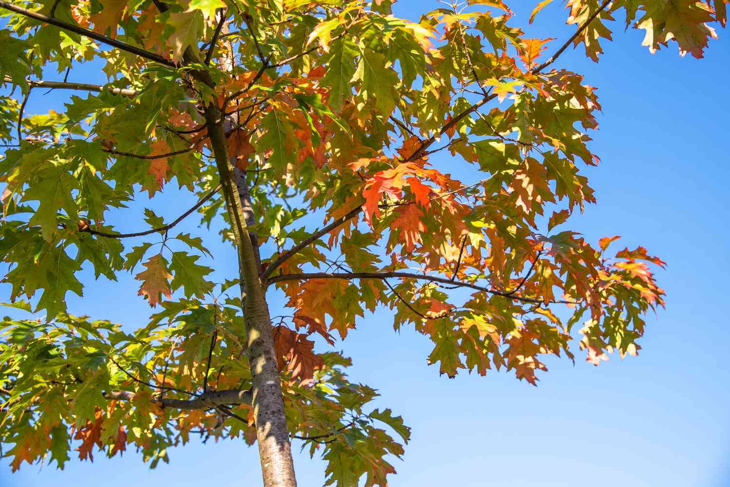 Rote Eiche mit hellgrünen und orangefarbenen Blättern vor blauem Himmel