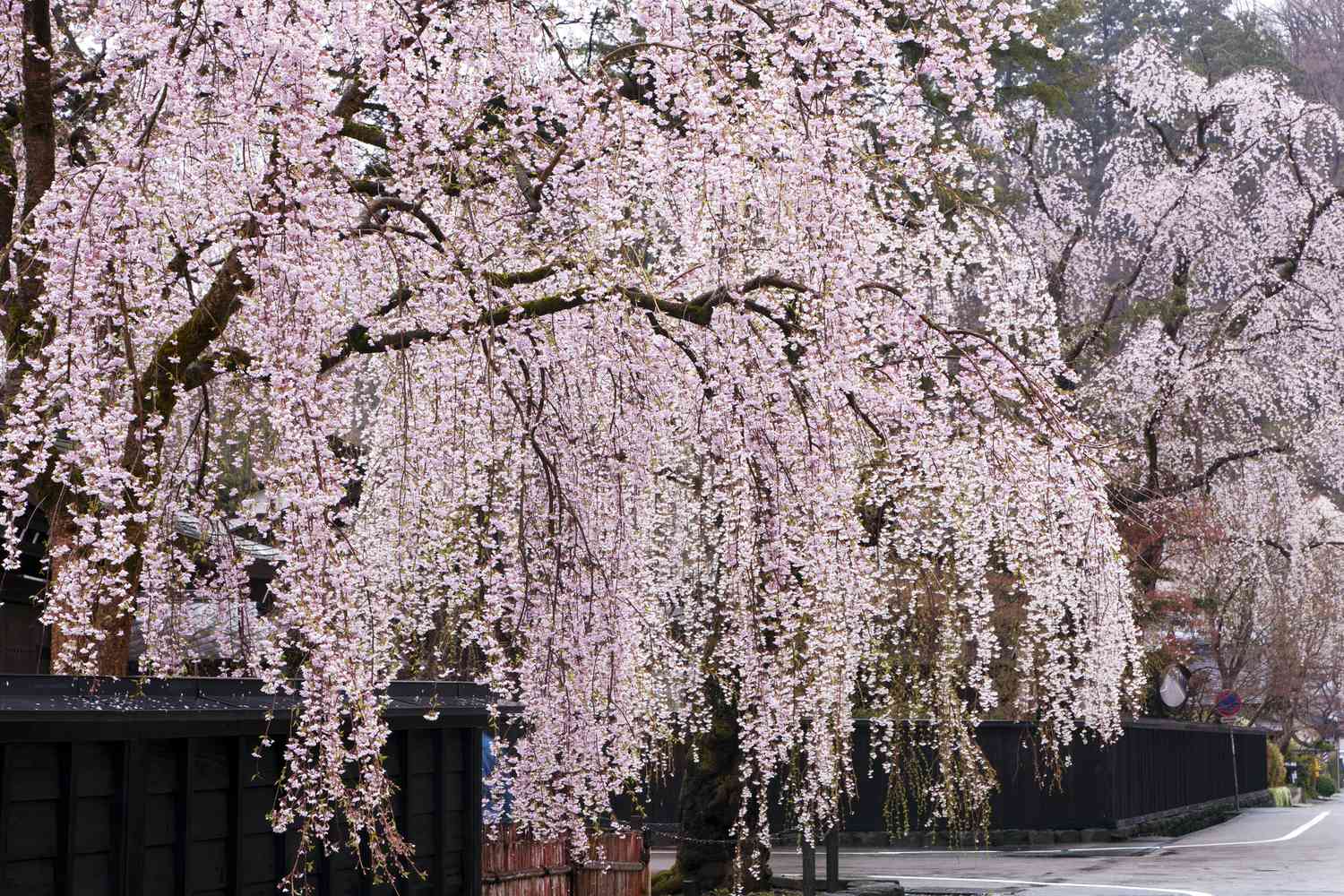 Cerejeiras choronas com flores rosa claro.