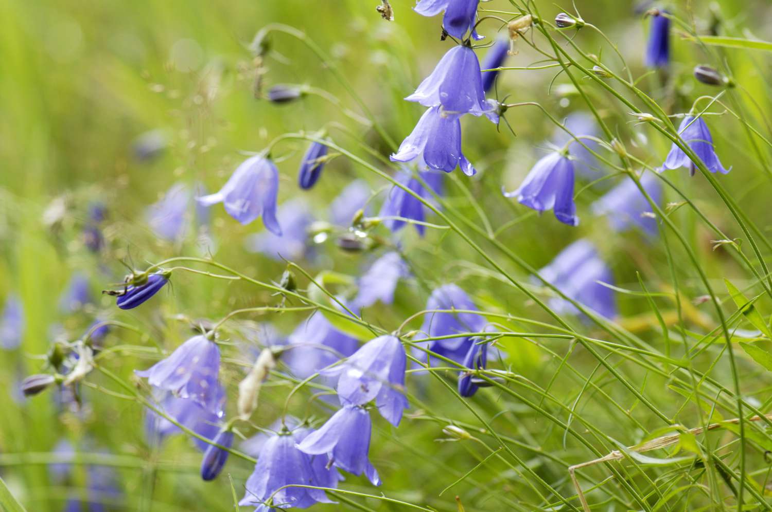 Mehrere Blüten von Campanula rotundifolia.