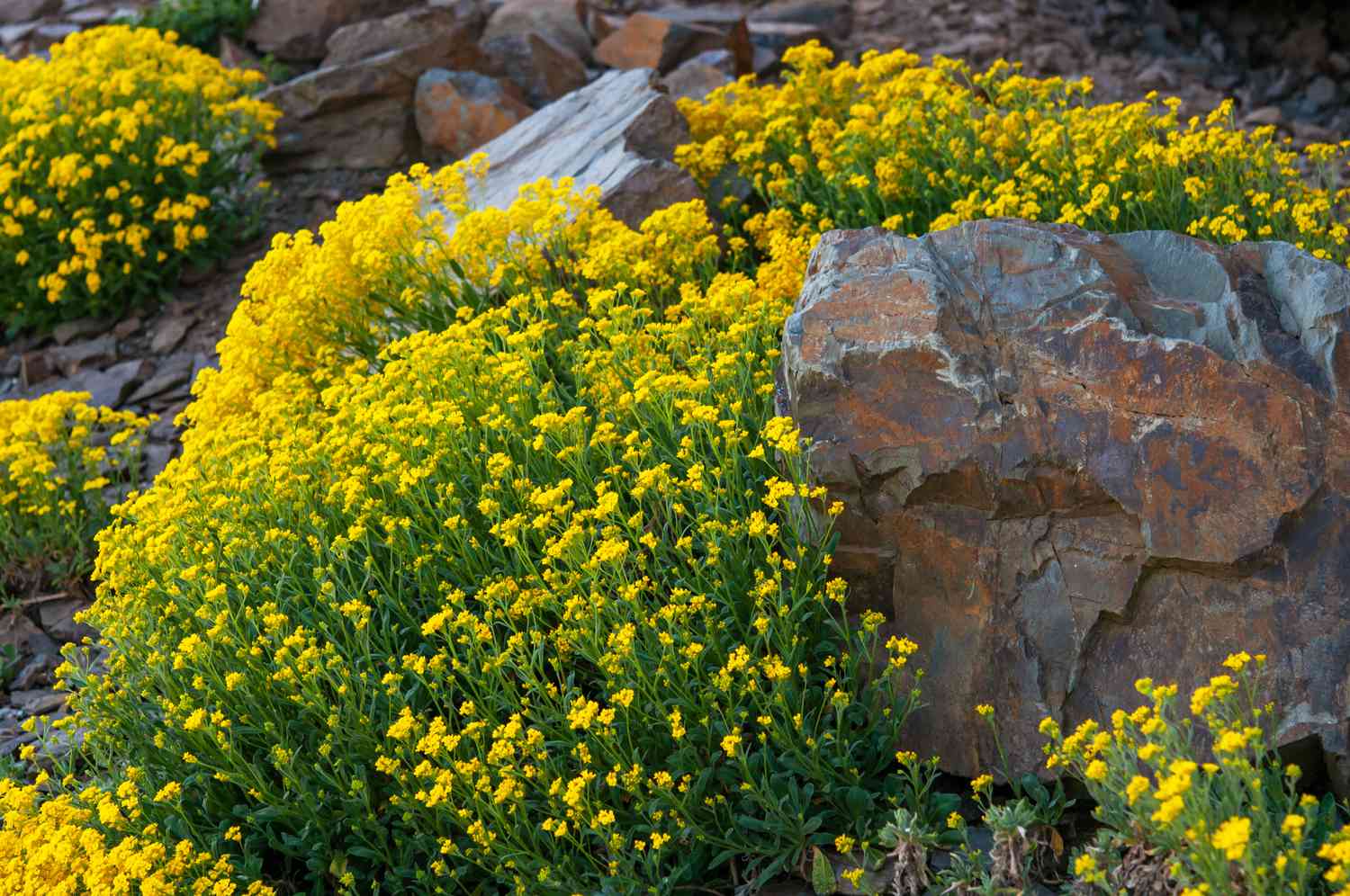 yellow alyssum growing around rocks